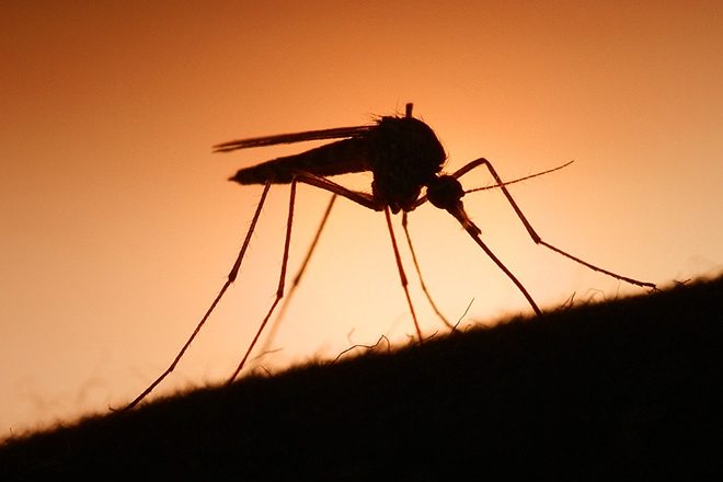 STUDY FINDS THAT SKRILLEX’S MUSIC CAN PROTECT YOU FROM MOSQUITOS